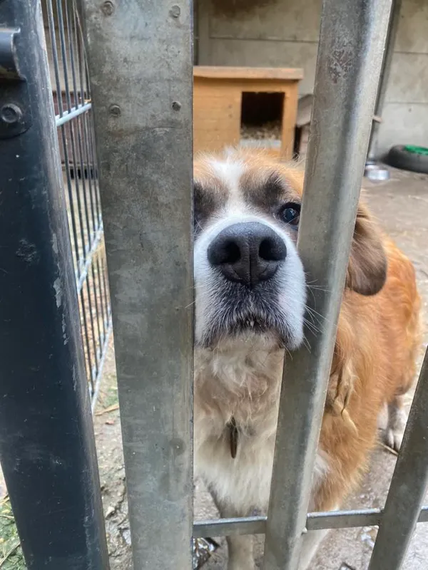 Pies do adopcji, Milanówek, 26 października 2025 (2/5)