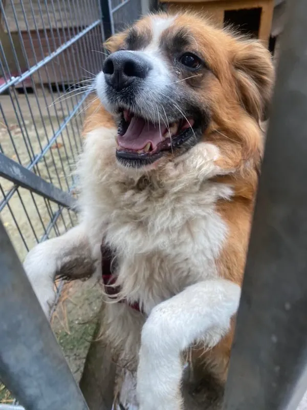 Pies do adopcji, Milanówek, 26 października 2025 (3/5)