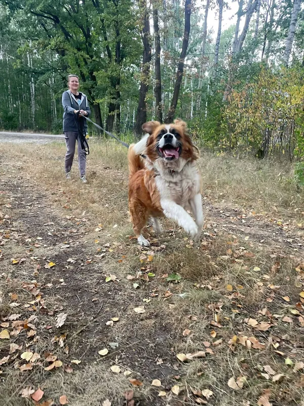 Pies do adopcji, Milanówek, 26 października 2025 (4/5)