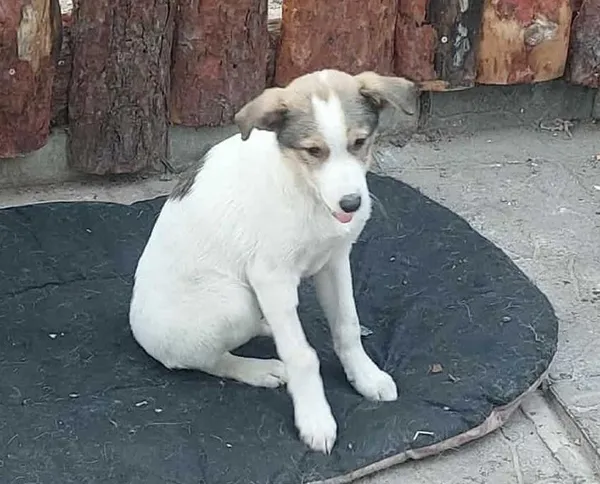 Znaleziono psa, Toruń, 28 grudnia 2025