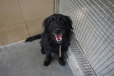 Pies do adopcji, Kraków, 13 grudnia 2025