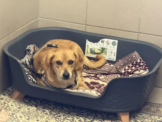 Pies do adopcji, Kraków, 13 grudnia 2025