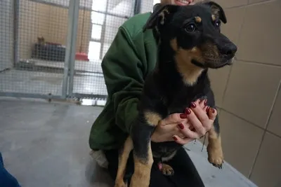 Pies do adopcji, Kraków, 13 grudnia 2025