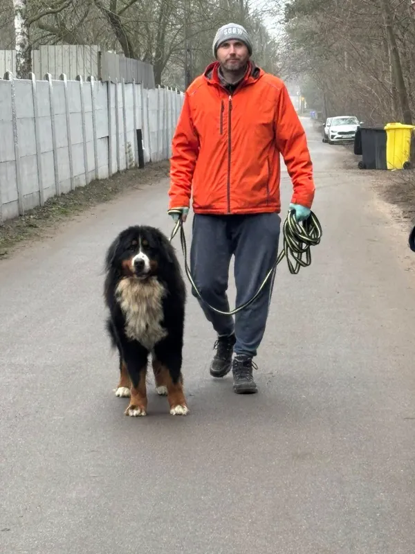 Pies do adopcji, Milanówek, 28 grudnia 2025 (1/3)