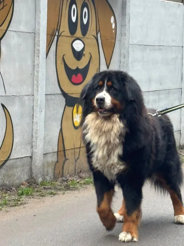 Pies do adopcji, Milanówek, 28 grudnia 2025 (2/3)