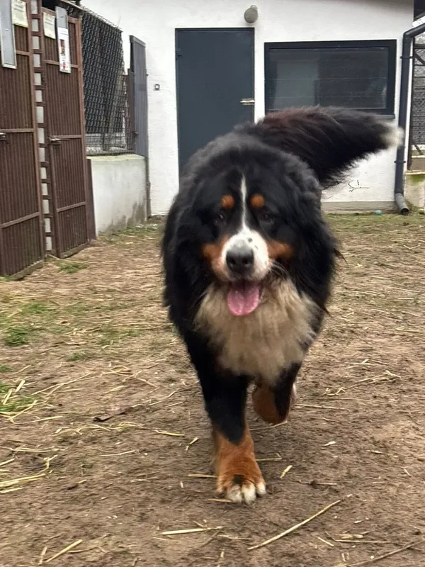 Pies do adopcji, Milanówek, 28 grudnia 2025 (3/3)