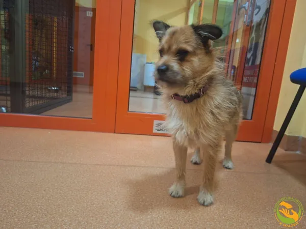 Znaleziono psa, Skałowo, 29 grudnia 2025 (1/2)