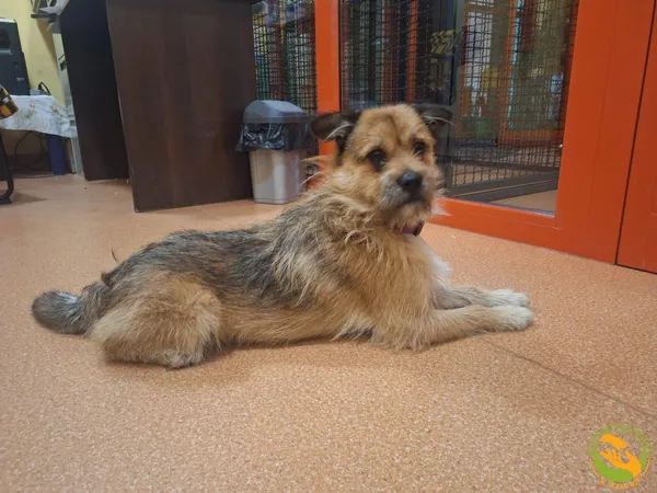 Znaleziono psa, Skałowo, 29 grudnia 2025 (2/2)