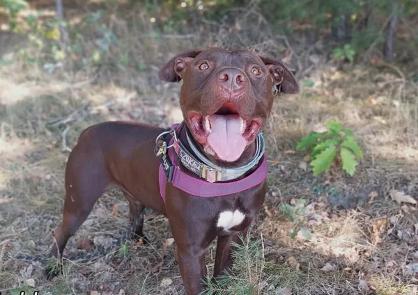 Pies do adopcji, Korabiewice, 28 grudnia 2025 (1/2)