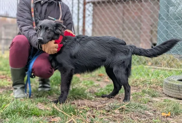 Pies do adopcji, Korabiewice, 28 grudnia 2025 (2/5)