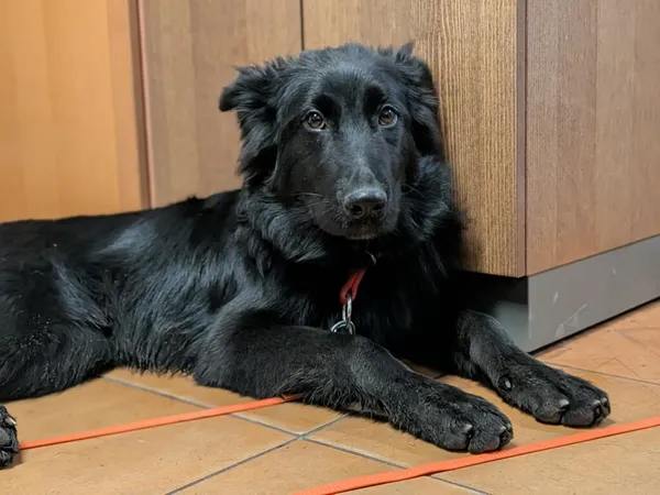 Pies do adopcji, Korabiewice, 28 grudnia 2025 (4/5)