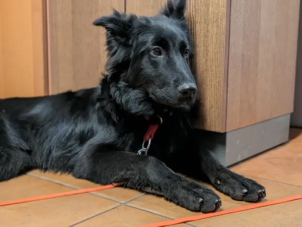 Pies do adopcji, Korabiewice, 28 grudnia 2025 (5/5)