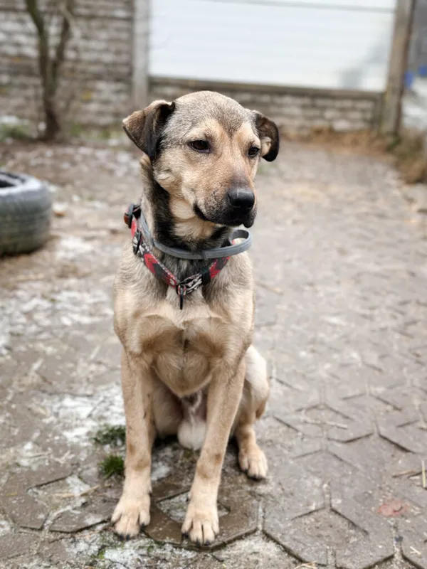 Pies do adopcji, Korabiewice, 28 grudnia 2025 (1/5)