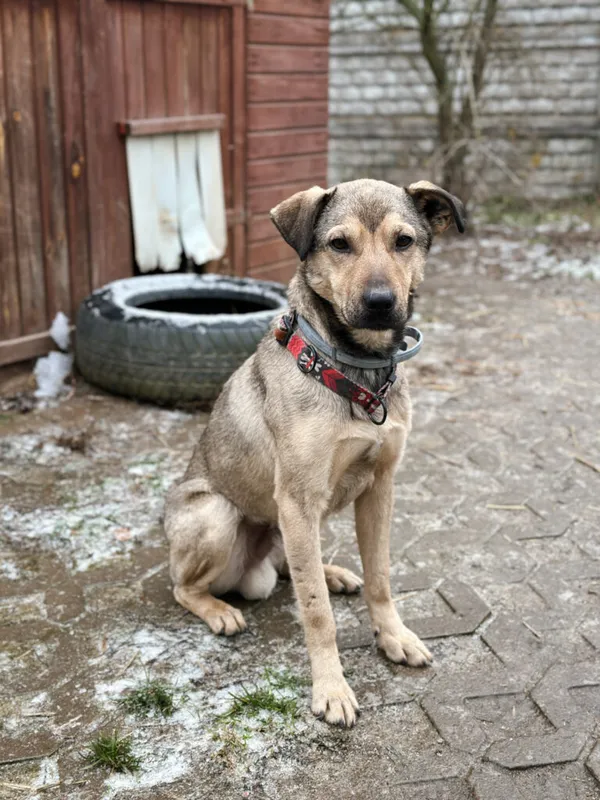 Pies do adopcji, Korabiewice, 28 grudnia 2025 (4/5)