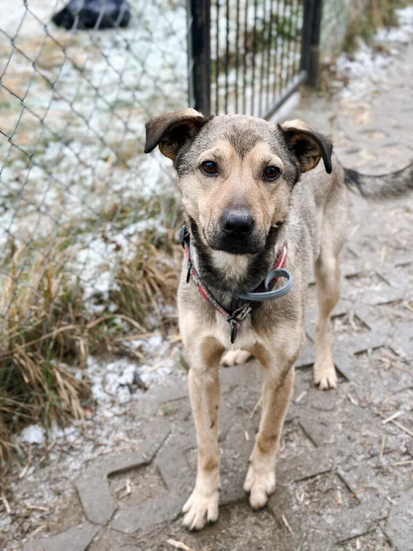 Pies do adopcji, Korabiewice, 28 grudnia 2025 (5/5)