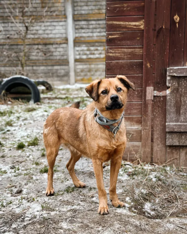 Pies do adopcji, Korabiewice, 28 grudnia 2025 (1/5)