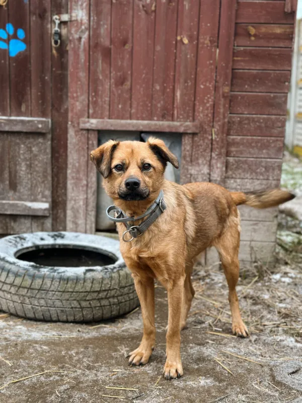 Pies do adopcji, Korabiewice, 28 grudnia 2025 (2/5)