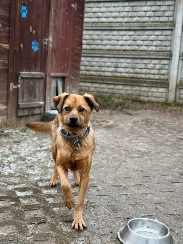 Pies do adopcji, Korabiewice, 28 grudnia 2025 (3/5)