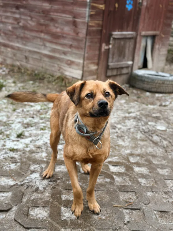 Pies do adopcji, Korabiewice, 28 grudnia 2025 (5/5)