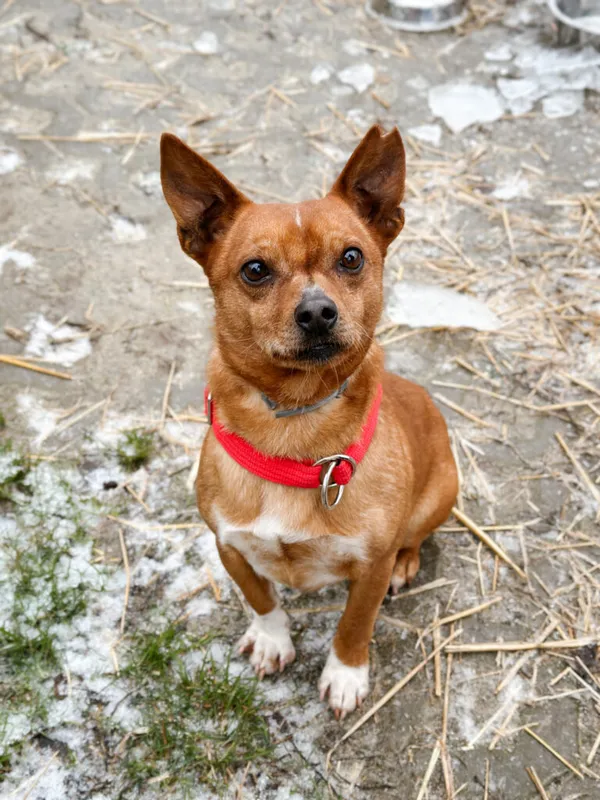 Pies do adopcji, Korabiewice, 28 grudnia 2025 (1/5)