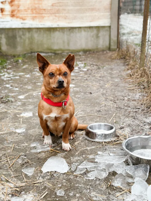 Pies do adopcji, Korabiewice, 28 grudnia 2025 (2/5)