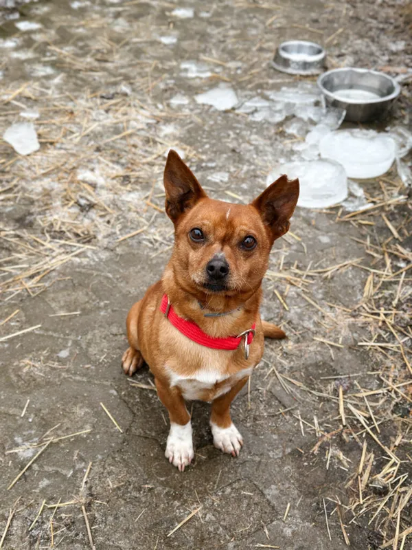 Pies do adopcji, Korabiewice, 28 grudnia 2025 (4/5)