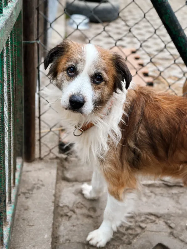 Pies do adopcji, Korabiewice, 28 grudnia 2025 (2/5)