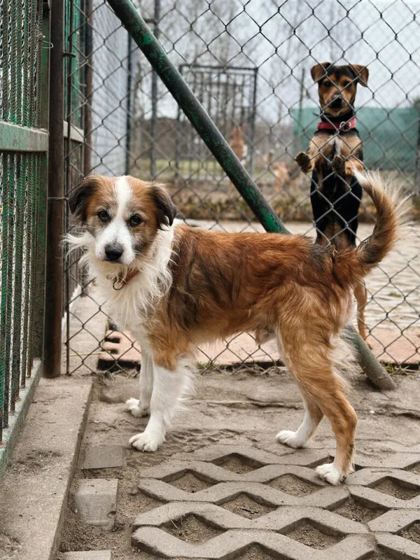 Pies do adopcji, Korabiewice, 28 grudnia 2025 (4/5)