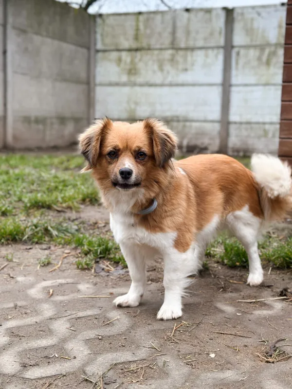 Pies do adopcji, Korabiewice, 28 grudnia 2025 (3/5)