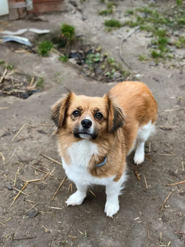 Pies do adopcji, Korabiewice, 28 grudnia 2025 (5/5)