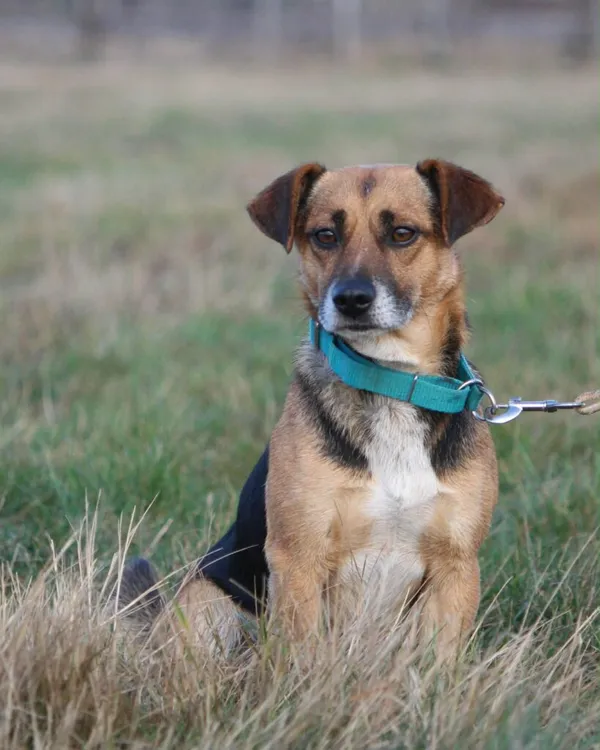 Pies do adopcji, Korabiewice, 28 grudnia 2025 (1/5)