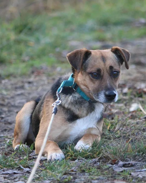 Pies do adopcji, Korabiewice, 28 grudnia 2025 (3/5)