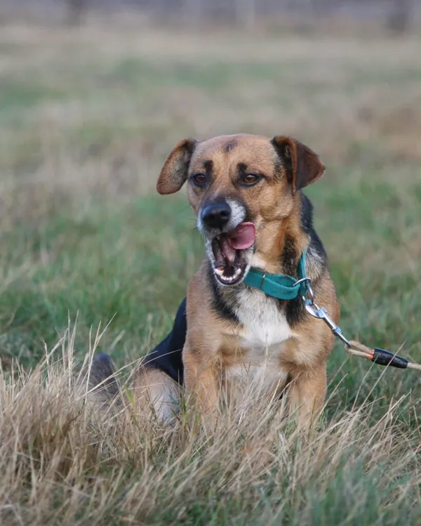 Pies do adopcji, Korabiewice, 28 grudnia 2025 (5/5)