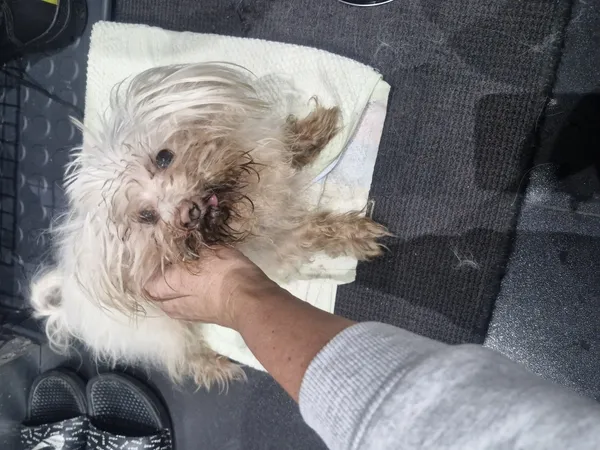 Znaleziono psa, Łódź, 29 grudnia 2025