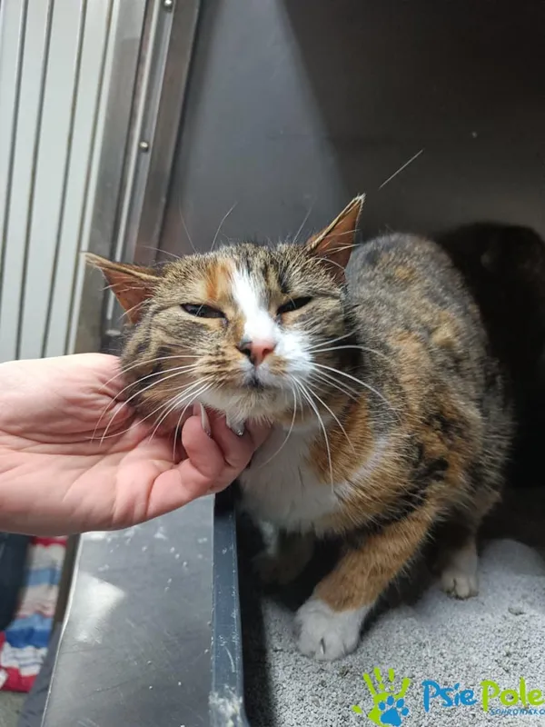 Kot do adopcji, Racławice, 23 grudnia 2025 (1/4)