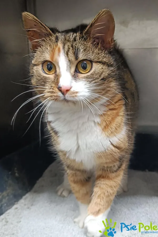 Kot do adopcji, Racławice, 23 grudnia 2025 (3/4)