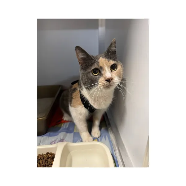 Znaleziono kota, Białystok, 12 października 2025