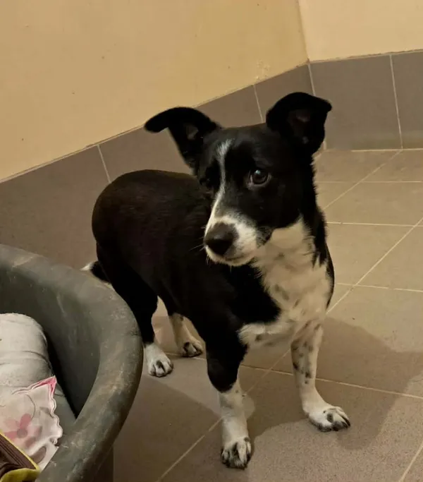 Znaleziono psa, Olsztyn, 28 grudnia 2025