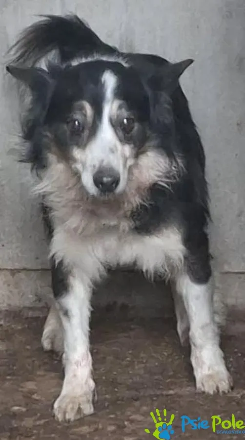 Znaleziono psa, Racławice, 29 grudnia 2025