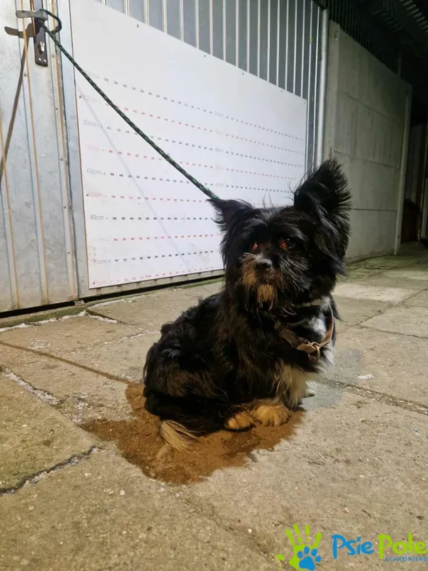 Znaleziono psa, Racławice, 28 grudnia 2025 (1/3)