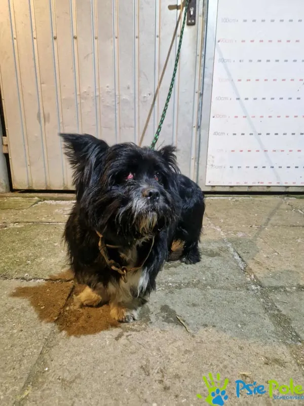 Znaleziono psa, Racławice, 28 grudnia 2025 (2/3)