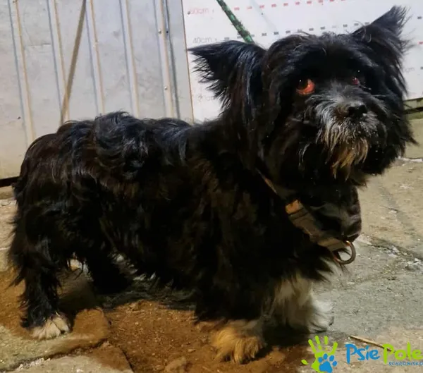 Znaleziono psa, Racławice, 28 grudnia 2025 (3/3)