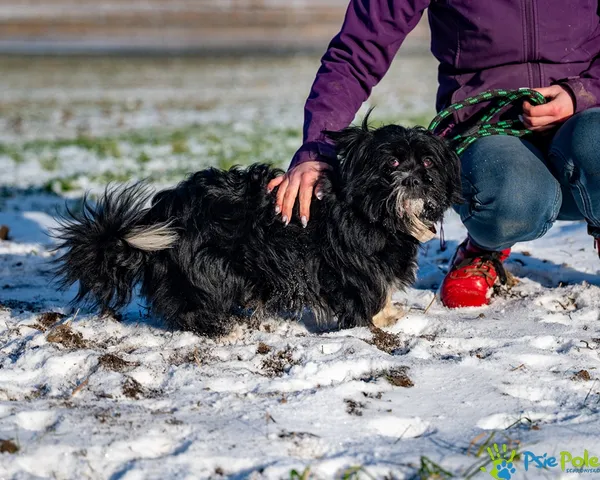 Znaleziono psa, Racławice, 28 grudnia 2025 (2/5)