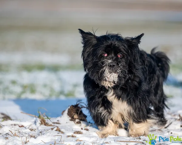 Znaleziono psa, Racławice, 28 grudnia 2025 (4/5)