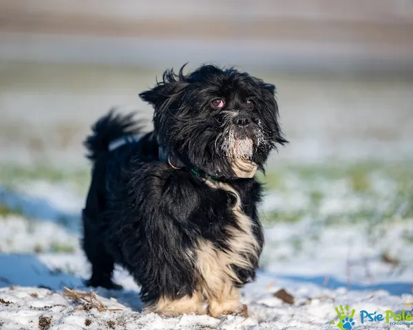 Znaleziono psa, Racławice, 28 grudnia 2025 (5/5)