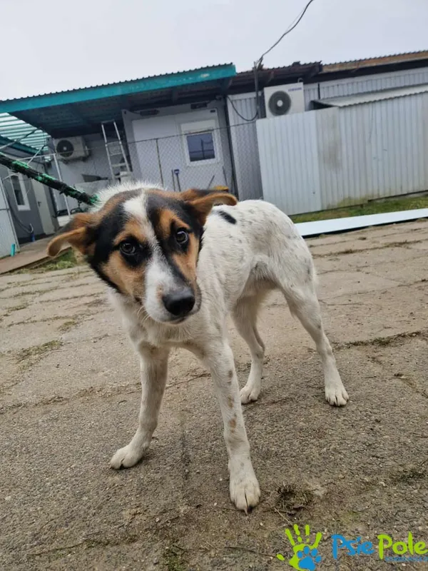 Znaleziono psa, Racławice, 27 grudnia 2025 (2/3)