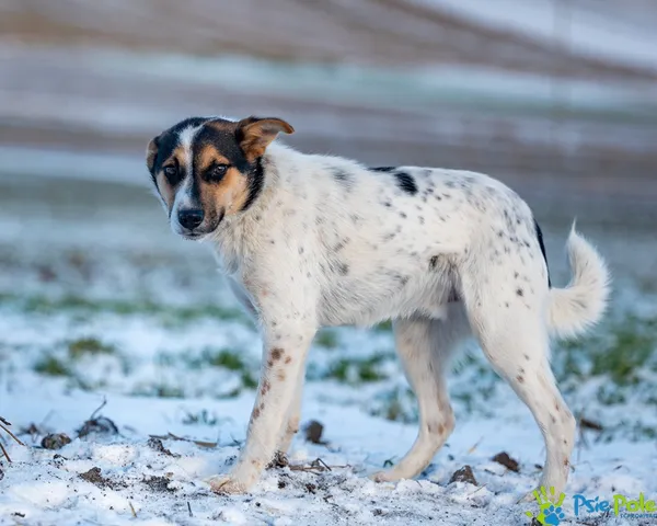 Znaleziono psa, Racławice, 14 stycznia 2026 (1/5)