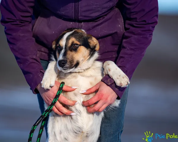 Znaleziono psa, Racławice, 14 stycznia 2026 (3/5)