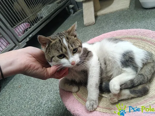 Znaleziono kota, Racławice, 25 grudnia 2025 (3/4)