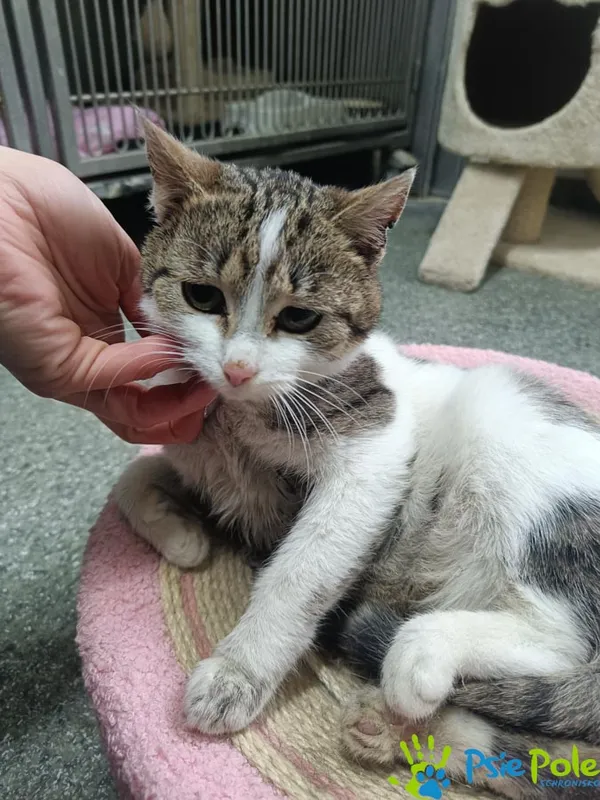 Znaleziono kota, Racławice, 25 grudnia 2025 (4/4)